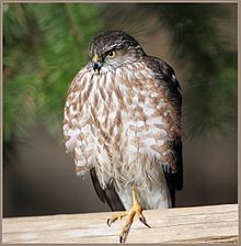 Immature Sharp-Shinned Hawk